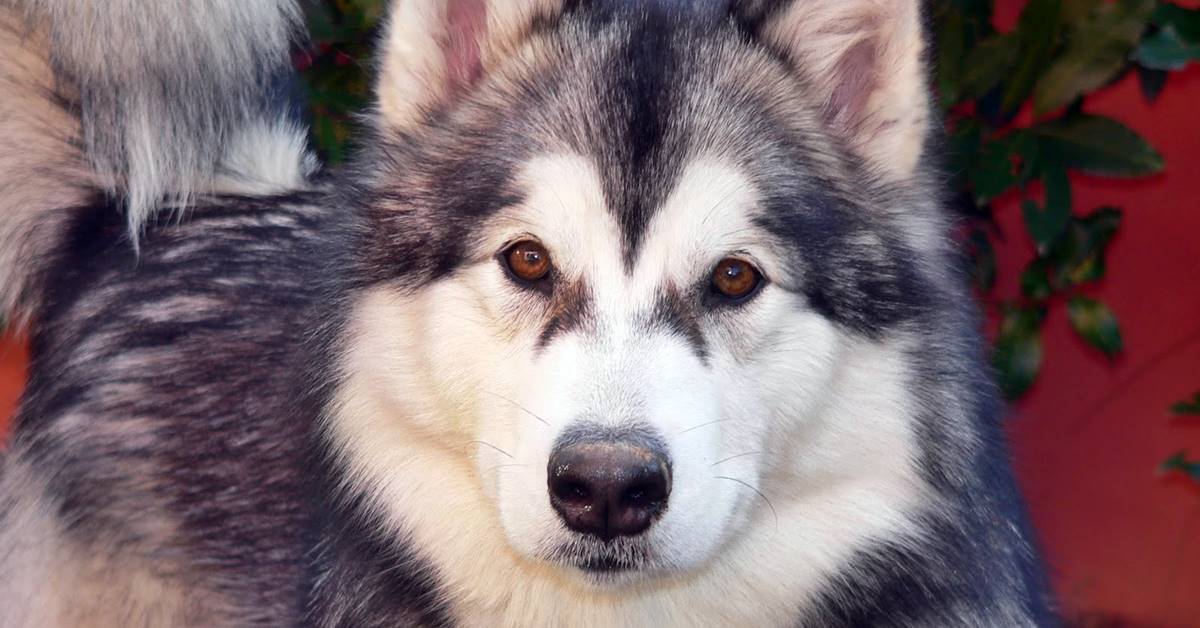 Alaskan Malamute, tutto sul suo carattere e sul temperamento