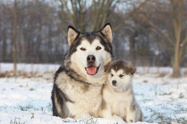 mamma con il suo cucciolo