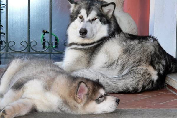 tenere più cani in casa