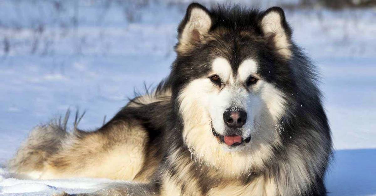 Alaskan Malamute, cosa mangia? I cibi migliori e quelli da evitare