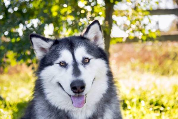 cane che sorride