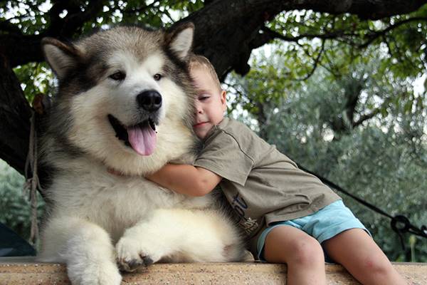 alaskan malamute va d'accordo coi bambini