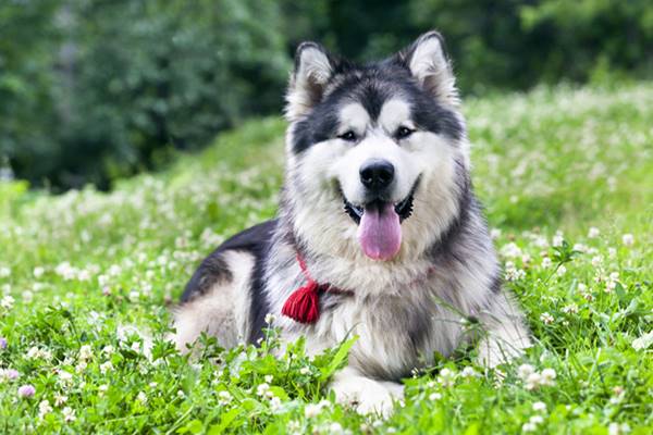 cane con la lingua di fuori