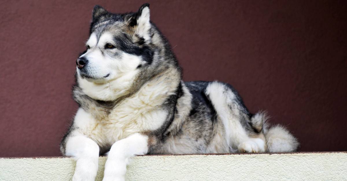 Alaskan Malamute, dove può vivere? Cosa sapere per il suo benessere