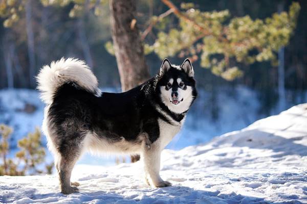 alaskan malamute nero