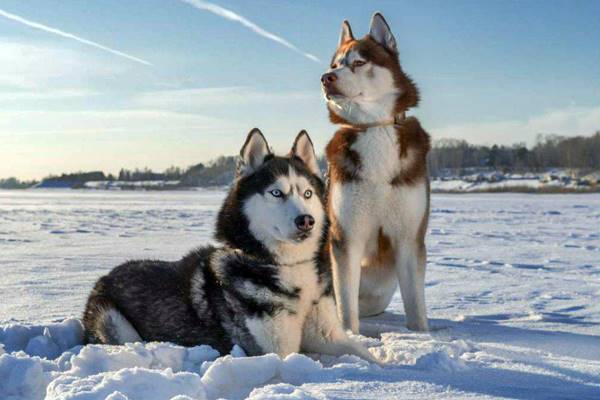 due esemplari di siberian husky