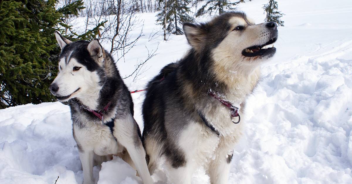 Alaskan Malamute e Siberian Husky: quali sono le differenze?