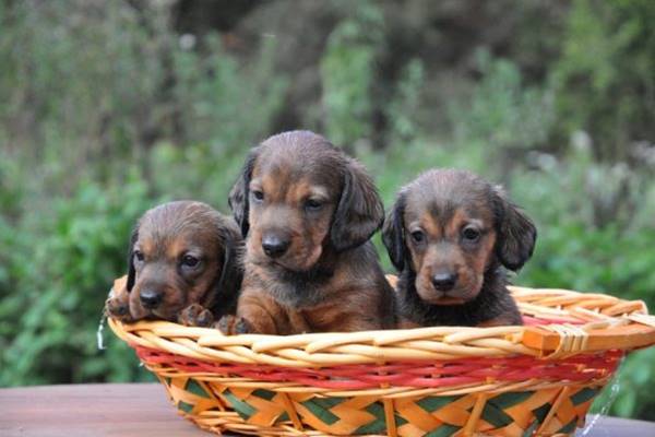 cuccioli di Alpenländische Dachsbracke