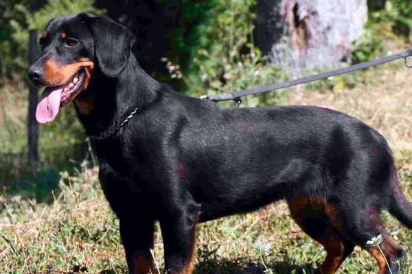 Alpenländische Dachsbracke di colore nero