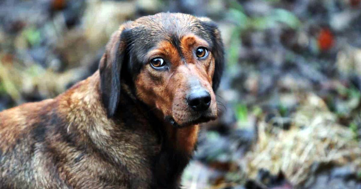 Alpenländische Dachsbracke, salute e benessere: cosa bisogna sapere