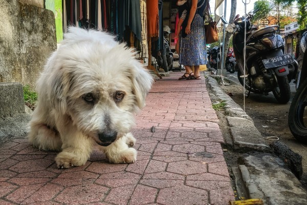 Cane fragile