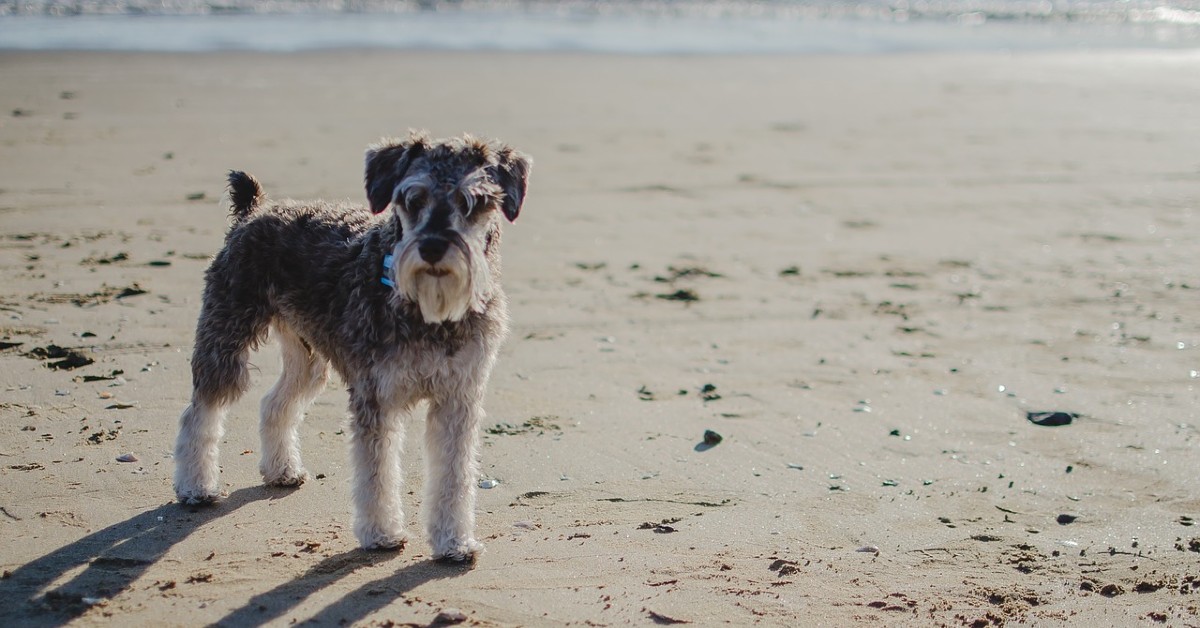 Cuccioli di Zwergschnauzer: come prendersene cura