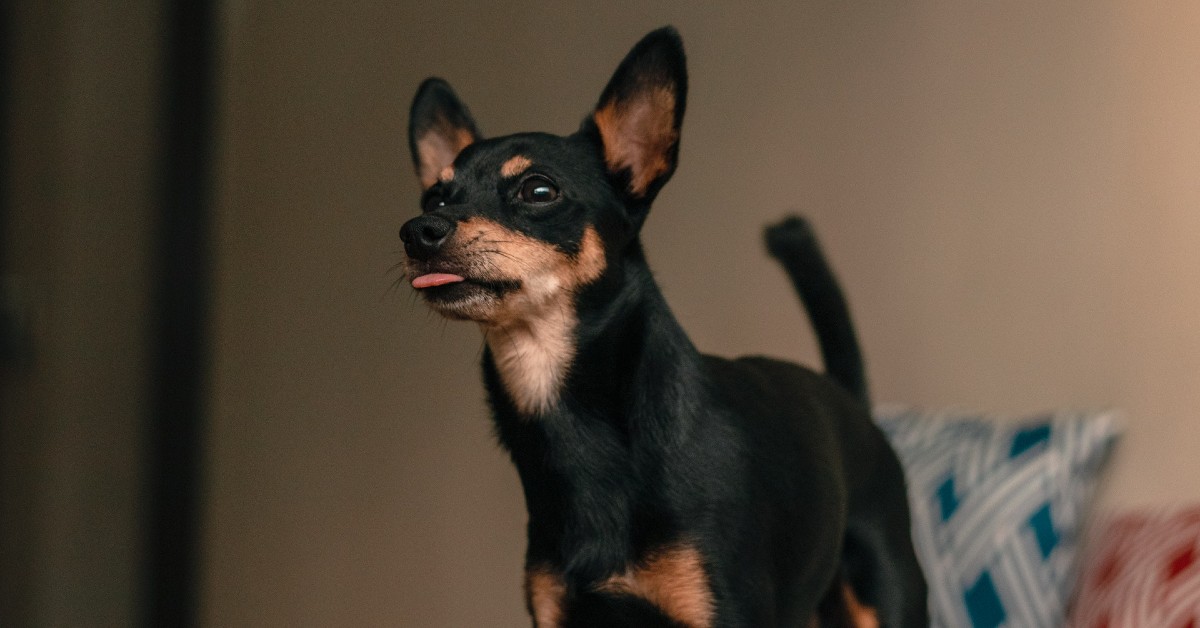 Zwergpinscher