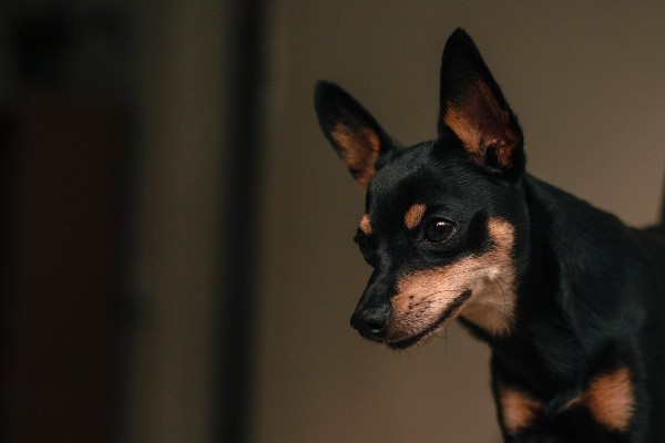 Zwergpinscher