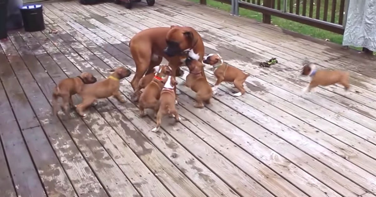 Boxer imbarazzato non sa come reagire alla vista dei cuccioli (VIDEO)