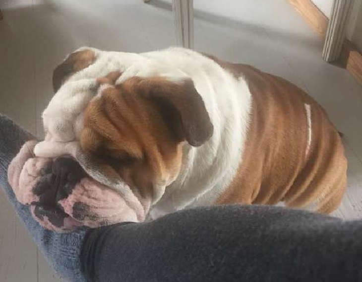 cane bogart triste recinzione