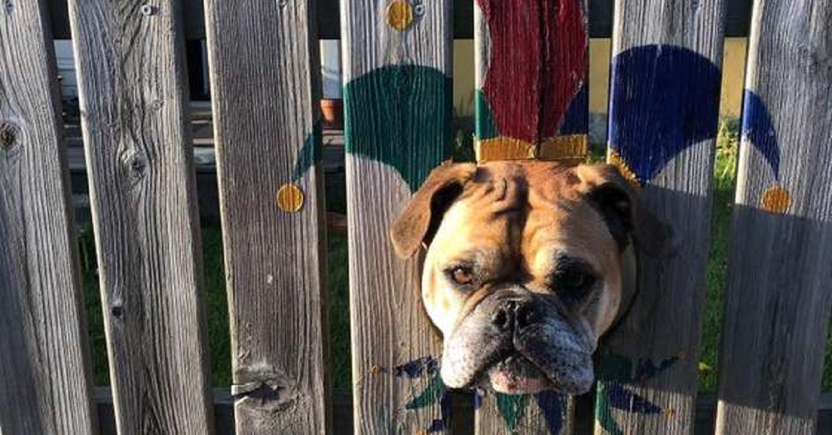 Bulldog curioso spia attraverso il buco nel recinto (VIDEO)