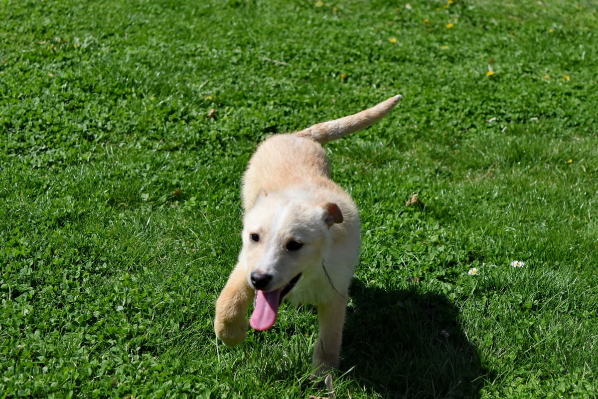 cane corre nel prato