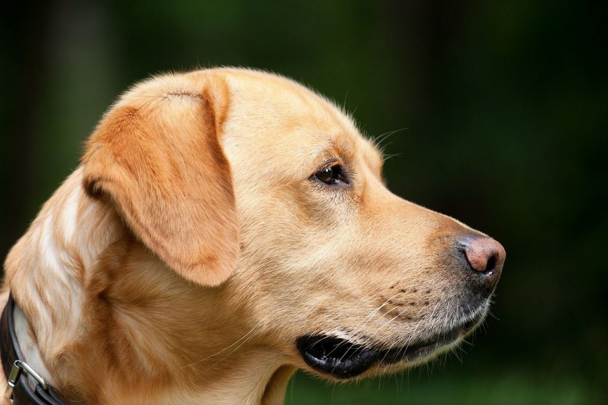 labrador con aria assorta