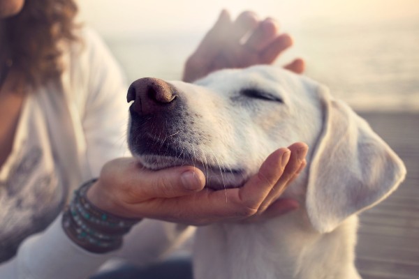 coccole al cane