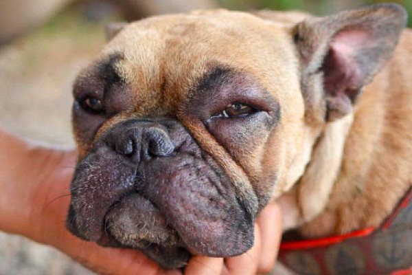 occhio gonfio nel cane