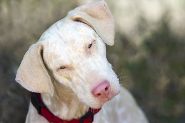 cane chiude gli occhi