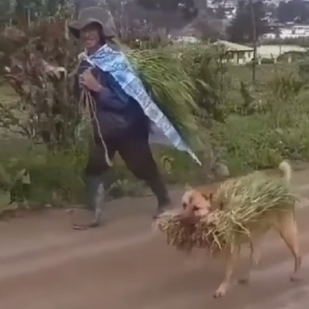 cane campagna migliore amico contadino