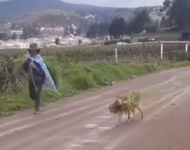 cane campagna trasporto raccolto