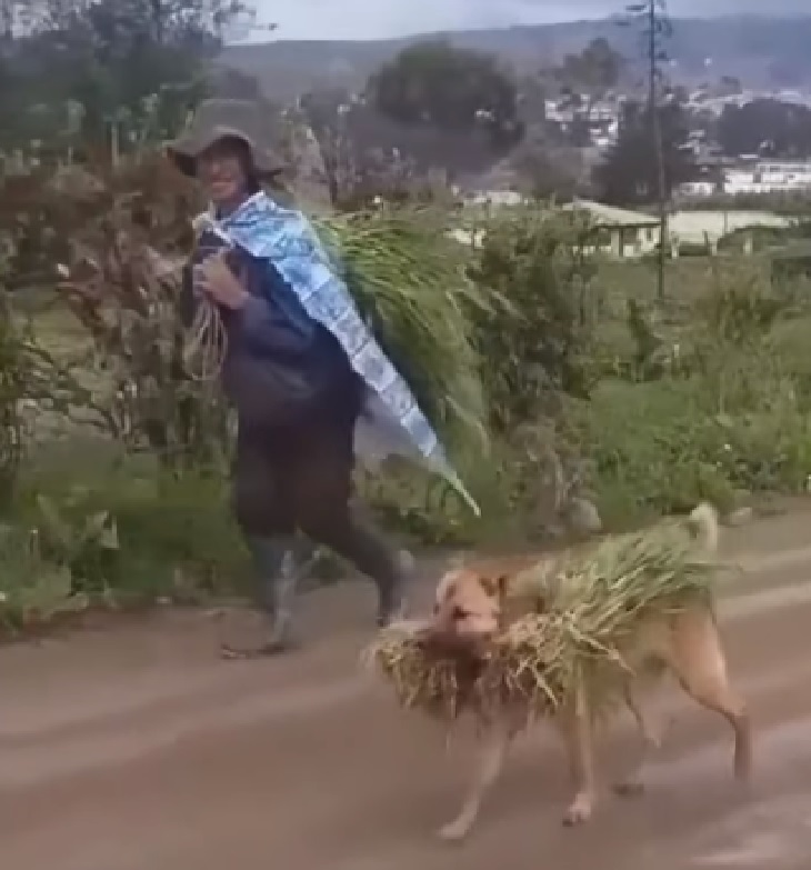 cane campagna aiuto umano