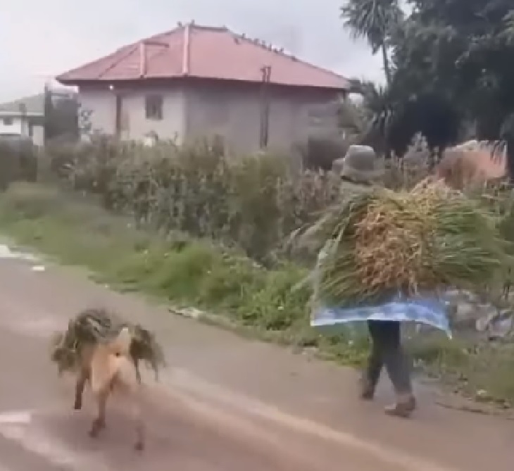 cane campagna giornata lavoro