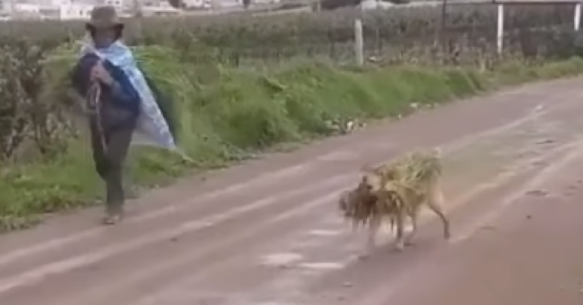 Cane di campagna aiuta sempre il suo umano a portare il raccolto (VIDEO)