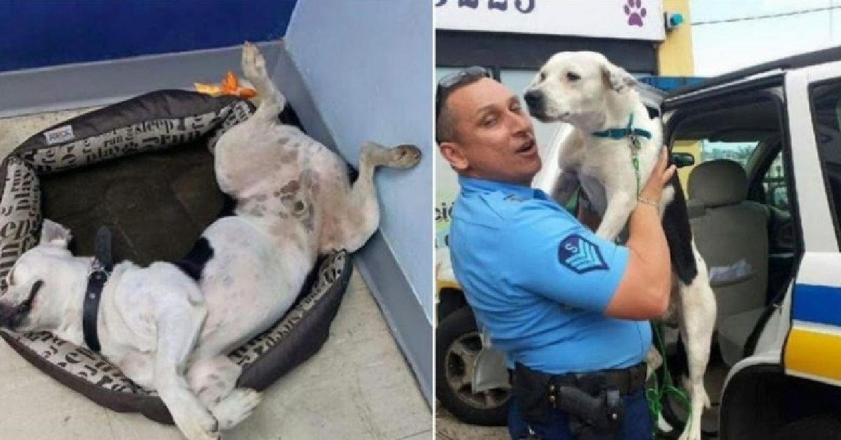 Cane di strada impaurito finisce per essere adottato dalla polizia (VIDEO)