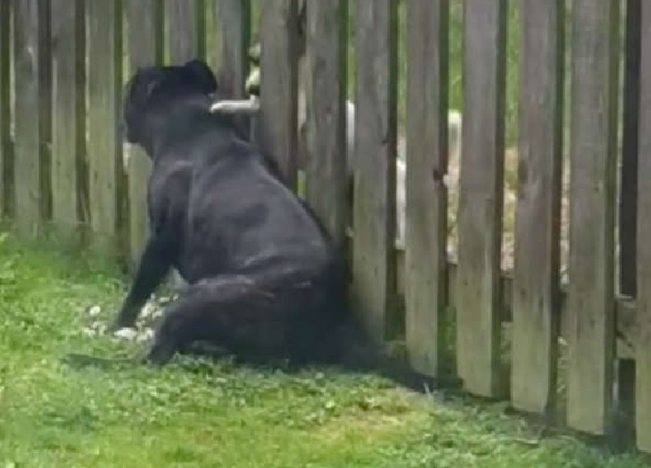 beaù cane accetta massaggio