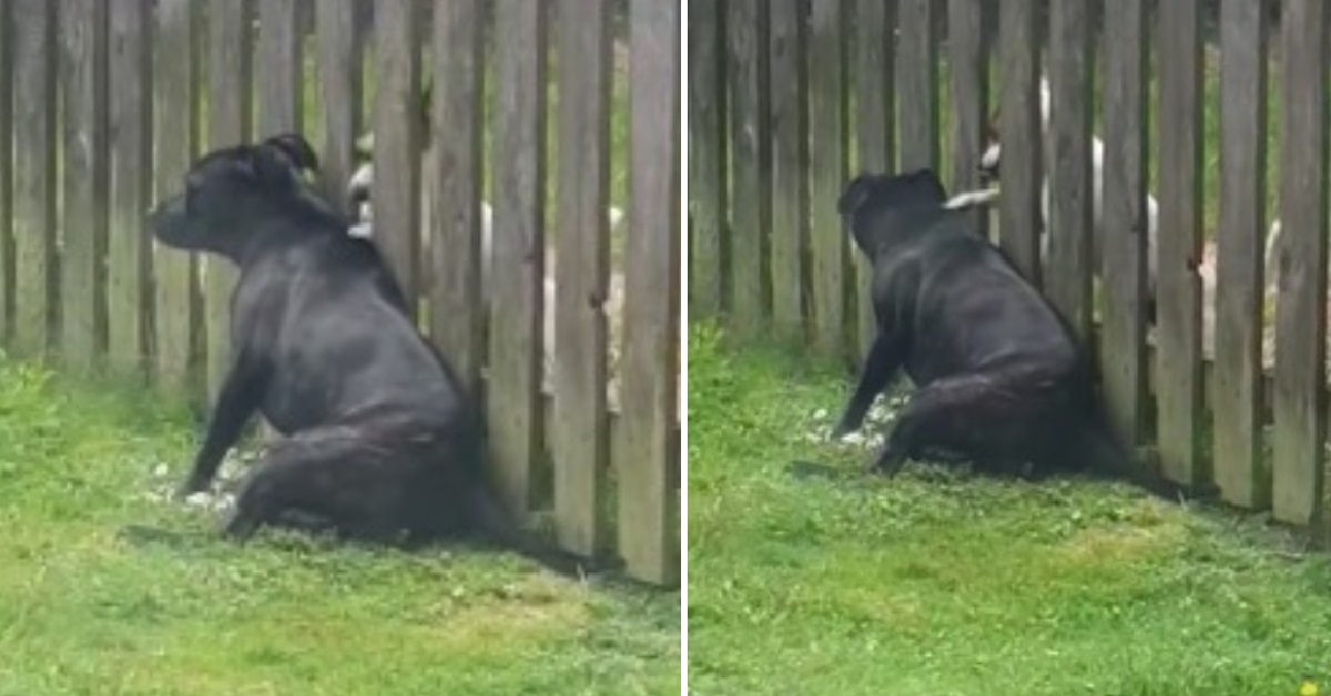 Cane esige ogni giorno un massaggio dal cucciolo del vicino (VIDEO)