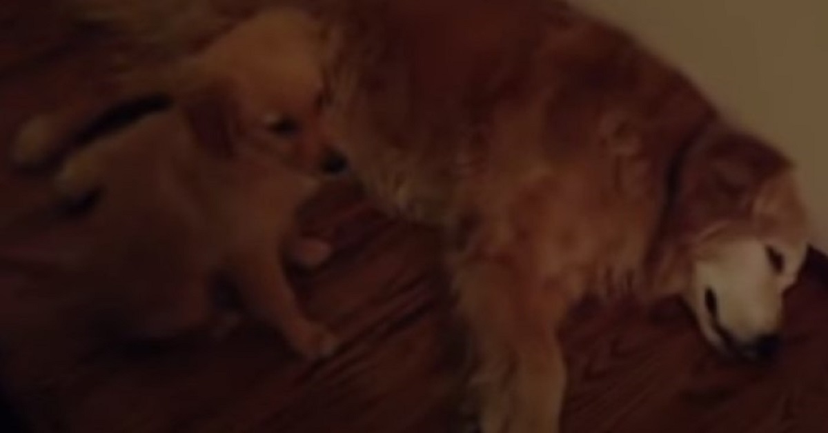 Cane golden retriever ha gli incubi, il giovane amico lo conforta (VIDEO)