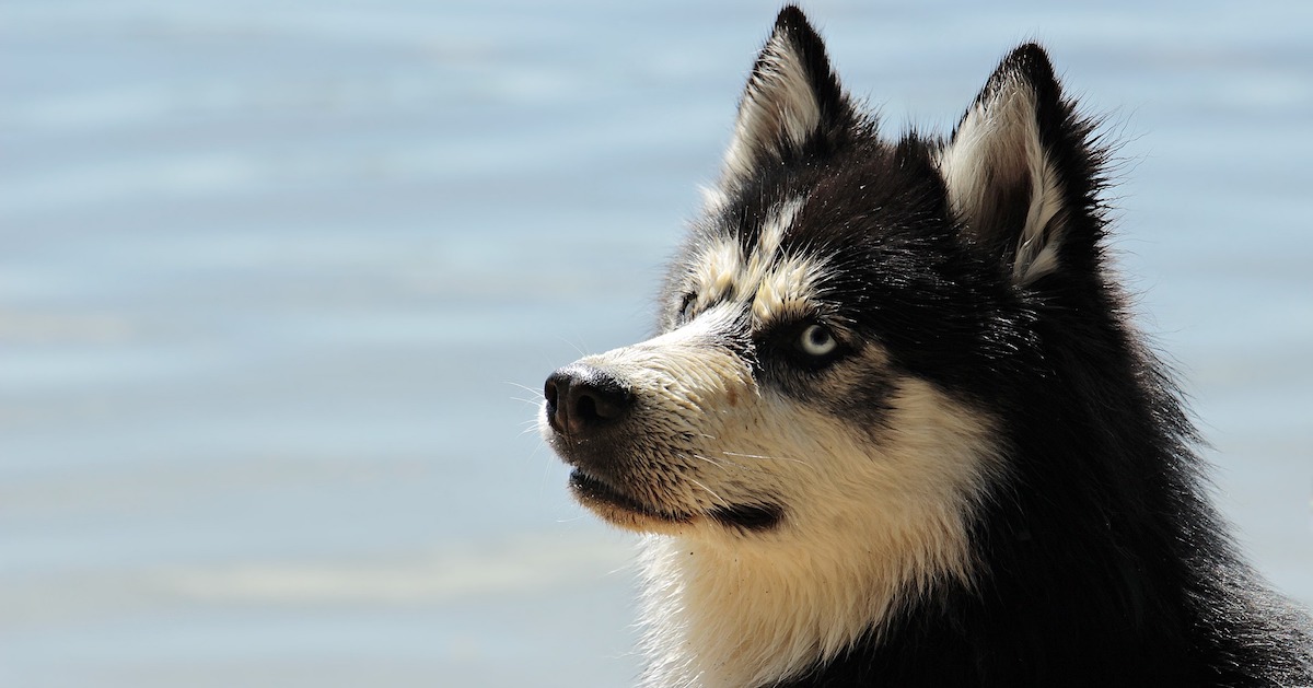 Cane ostile, come conquistare la sua fiducia e farlo stare bene