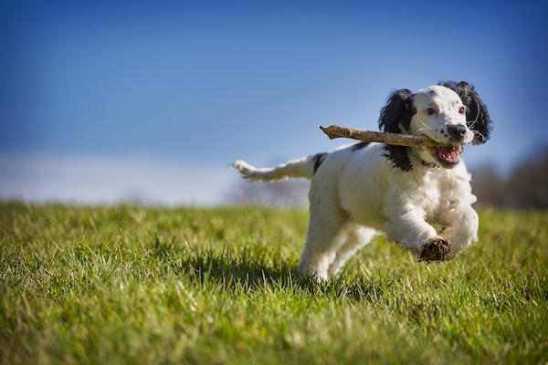 Cane che gioca con bastone