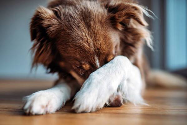 cane nasconde il muso con la zampa