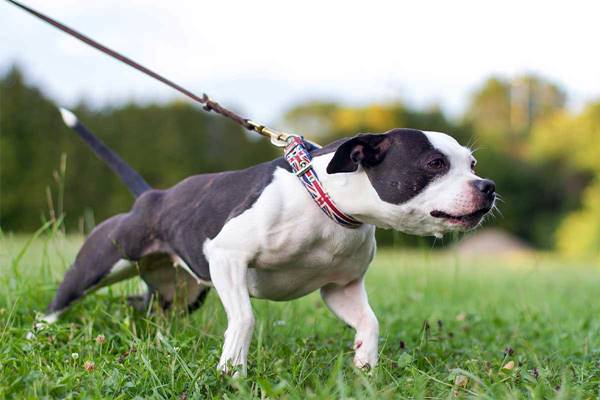 cane tira il guinzaglio