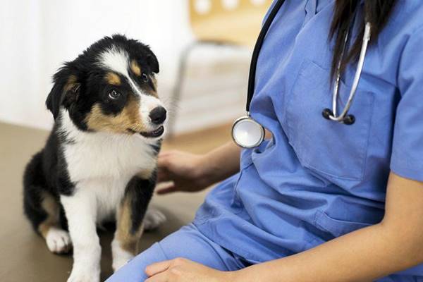 cucciolo dal veterinario