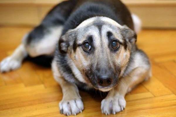 capire quando il cane ha paura