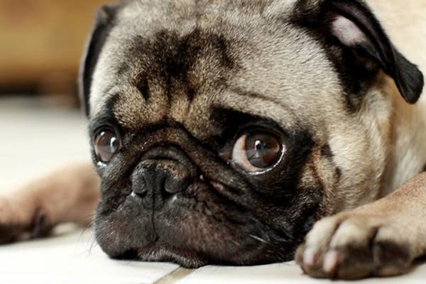 capire lo sguardo del cane