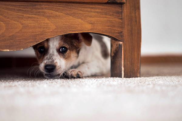 cane che si nasconde sotto al letto