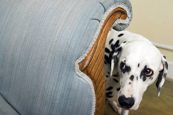 cane scappa da un pericolo