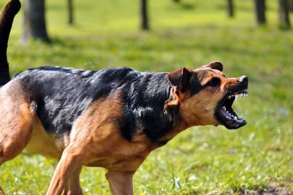 cane aggressivo che ringhia