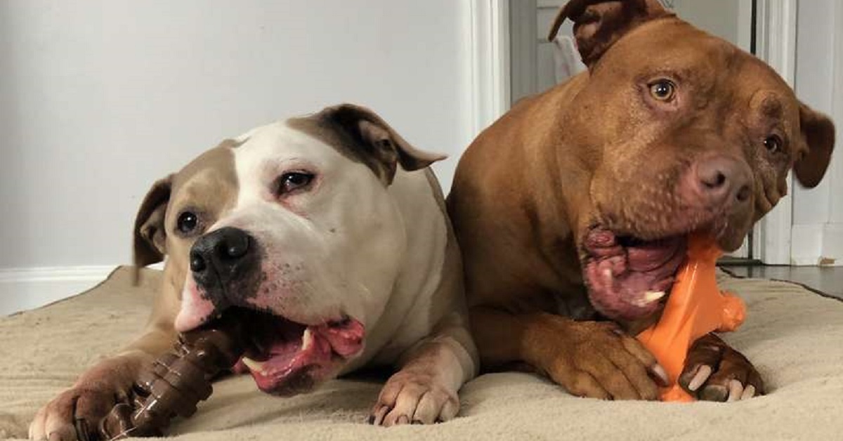 Cane pitbull amorevole porta al letto il fratello malato (VIDEO)