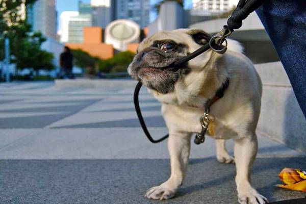 insegnare al cane a non tirare al guinzaglio