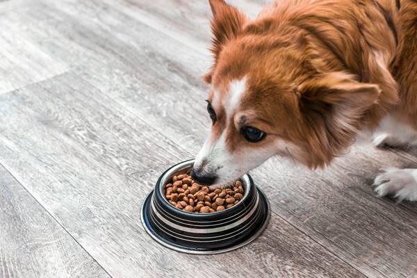 cane che mangia la pappa