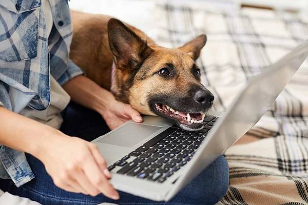 cane che non lascia mai in pace il suo padrone