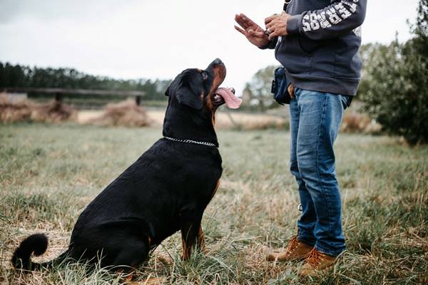 addestrare bene il cane